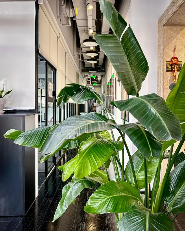 Gang met planten in een kantoorpand